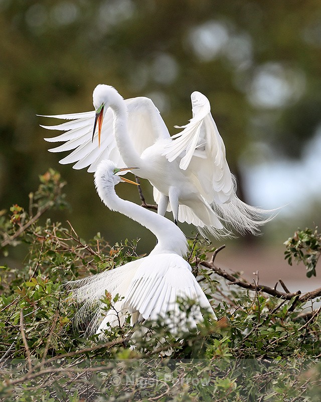 Great Egrets interact at nest, Venice Rookery, Florida - Great Egret