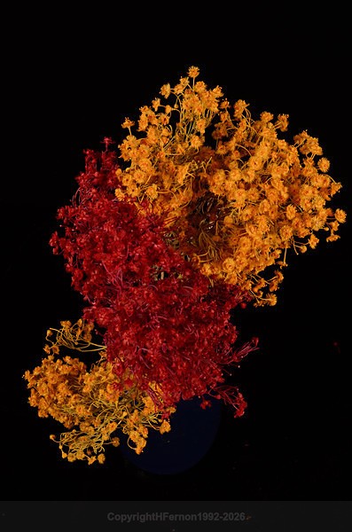  - STILL LIFE ORIGINS - 2011