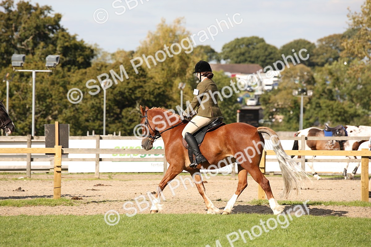 SBM_50071 - S26 - Young Veteran - Ridden