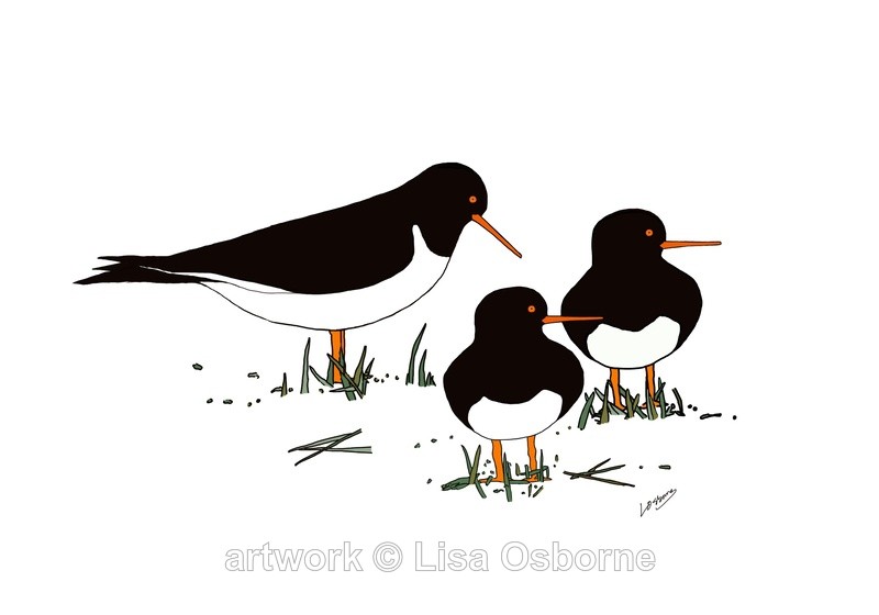 Oystercatchers - DIGITAL ARTWORK