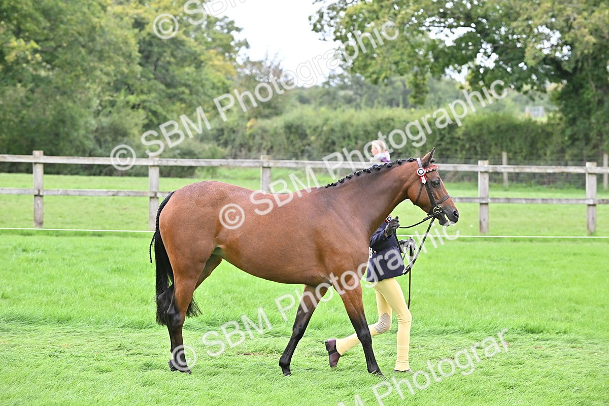 SBM_64923 - S50 - Show Pony & Show Hunter Pony In Hand