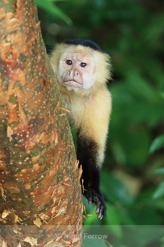 White-throated Capuchin, Rio Chagres, Panama - Monkey