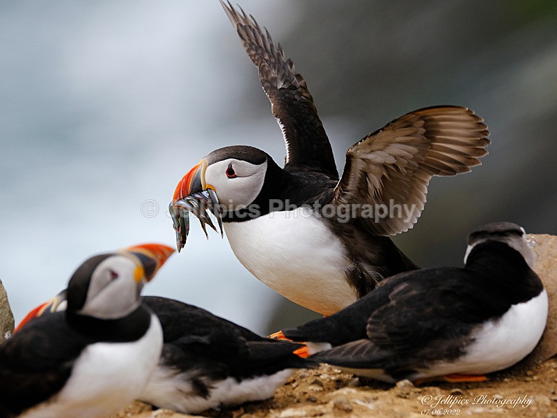  - Wildlife and Nature