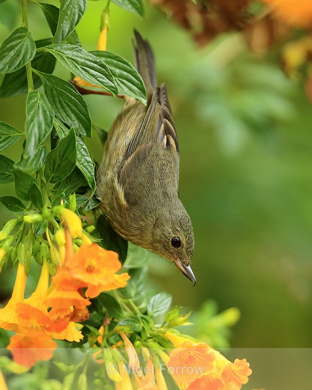 Slaty Flowerpiercer (female), Boquete, Panama - Slaty Flowerpiercer
