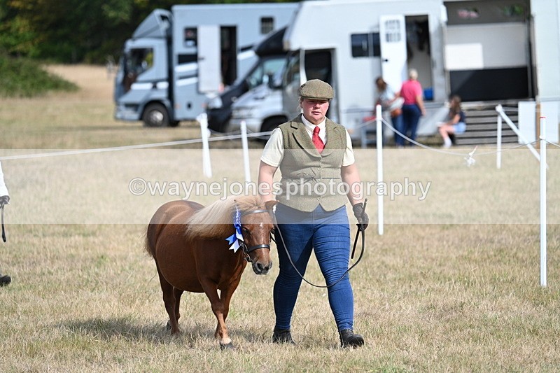 WJ7_8012 - In-hand Championship