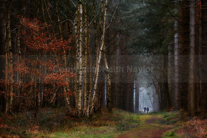 Sherwood Pines - Latest Work