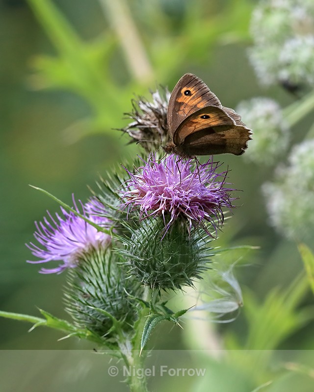 Meadow Brown feeding on thistle, Otmoor, Oxfordshire - INSECTS