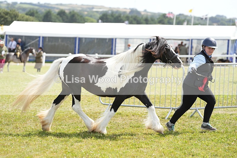 DSC07197 - Coloured Horse In Hand Championship