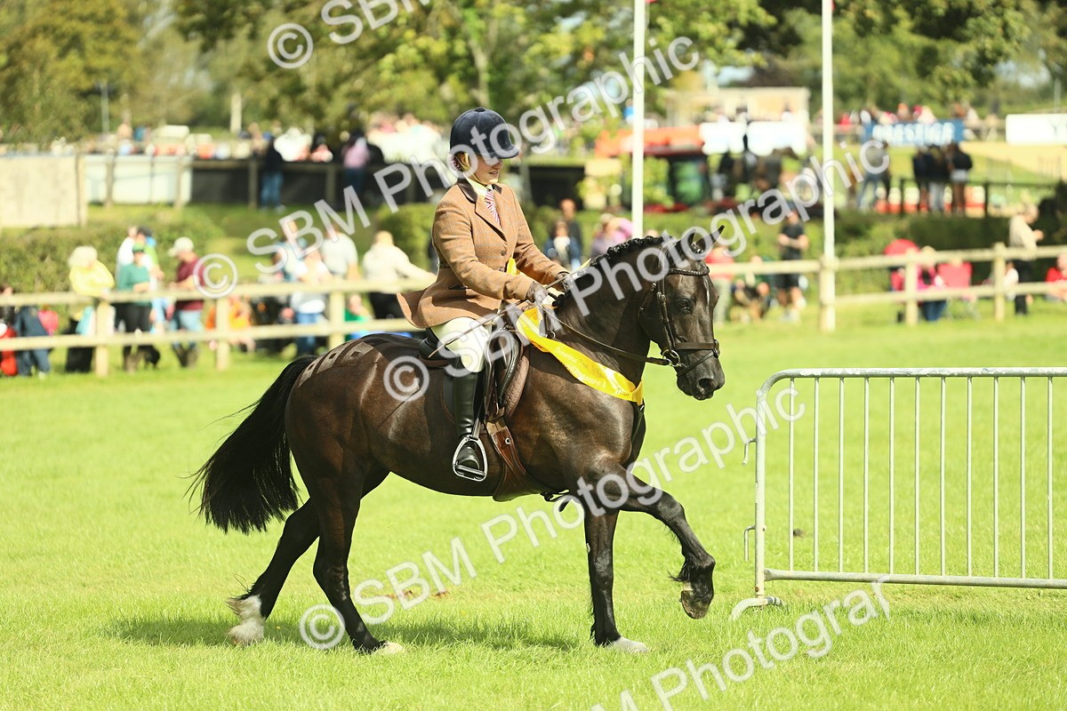 SBM_44841 - S31 - Working Hunter Pony
