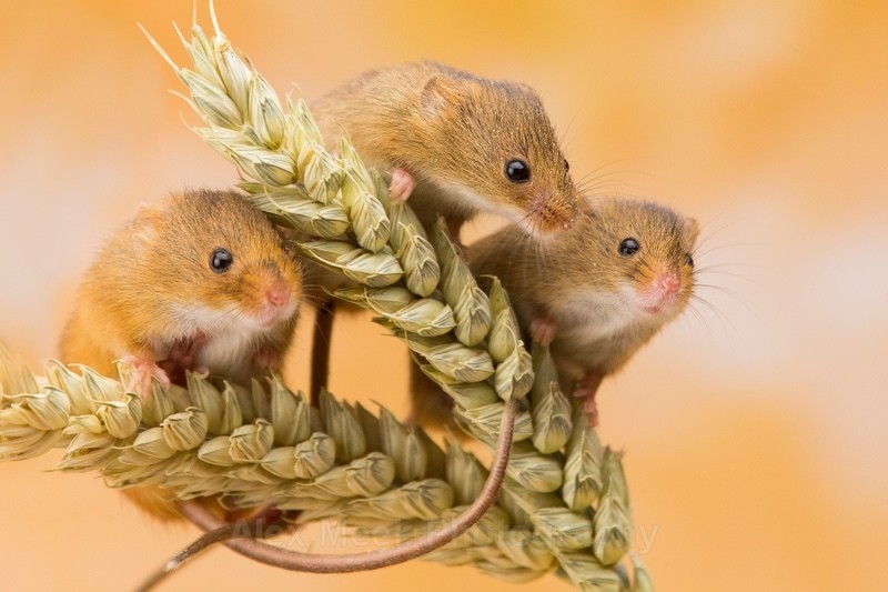 Harvest Mice Photo Alex Meek