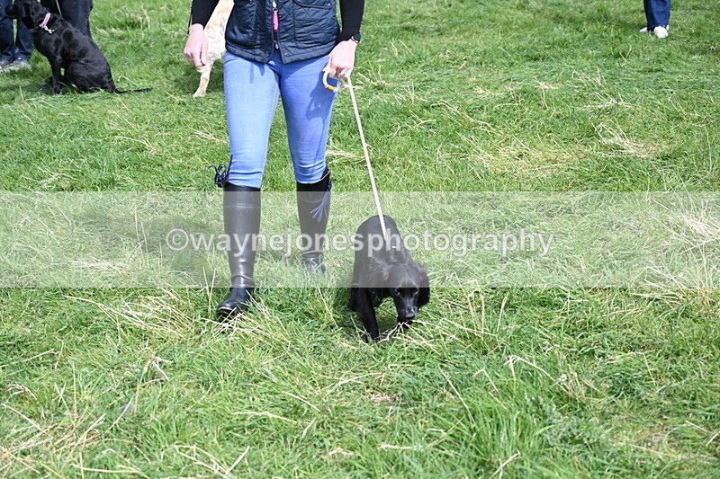 WJ6_9051 - Class 8 Best Working / Gun Dog or Bitch
