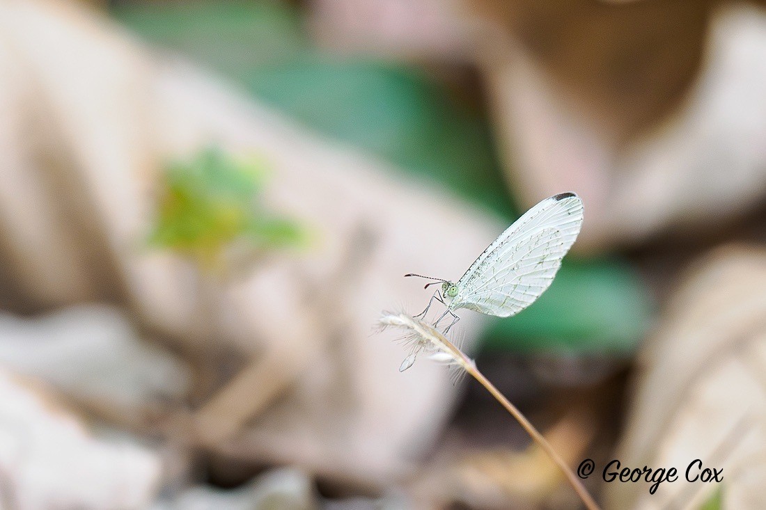 Psyche butterfly - Gambia 2025