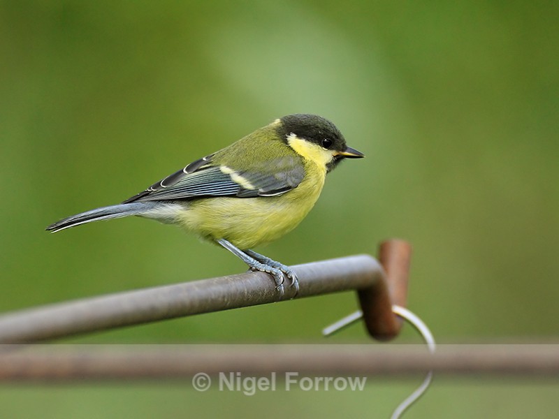 Great Tit (juvenile), Otmoor RSPB - Great Tit