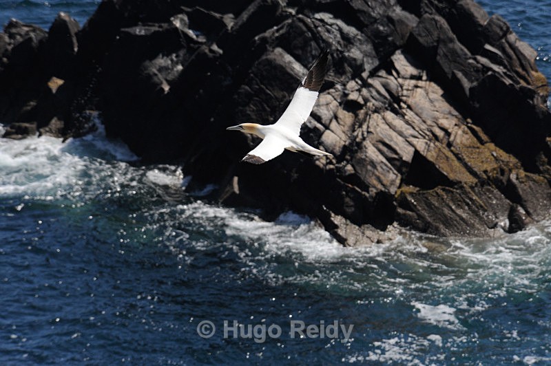  - Saltee Islands Birdlife