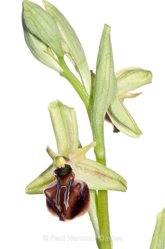  - WB: Orchids - Ophrys