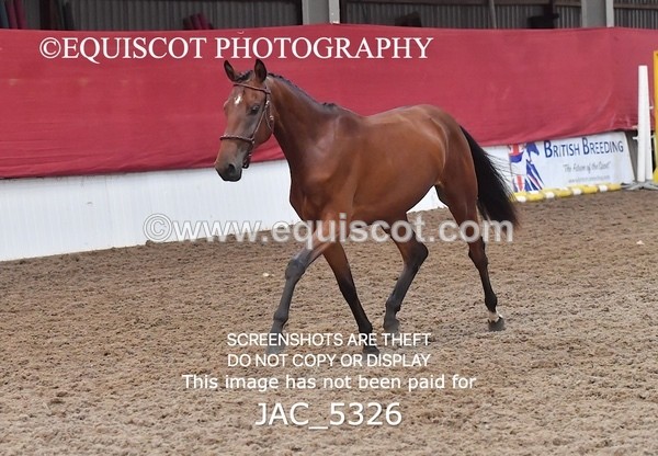 JAC_5326 - 7 L'Espirits Little Unicorn