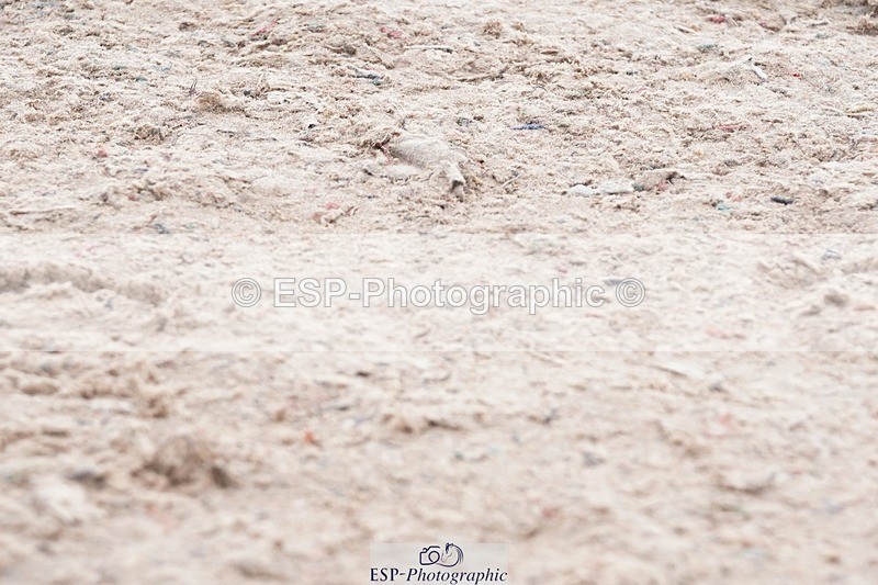 250425-094052-08330 - Cls 30 Young Horse 6yr old