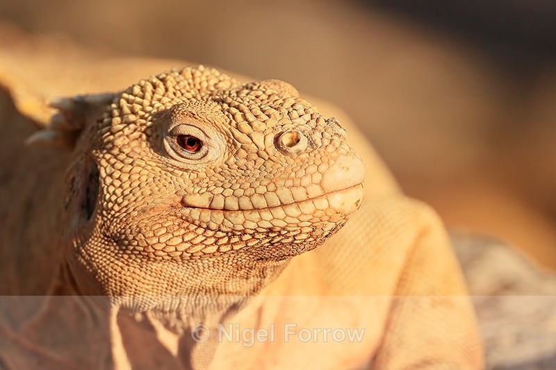 Santa Fe Land Iguana head, Santa Fe Island, Galapagos - REPTILES & AMPHIBIANS