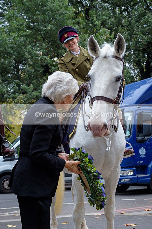 NGP_8144 - 2024 Animals in War Remembrance Gathering