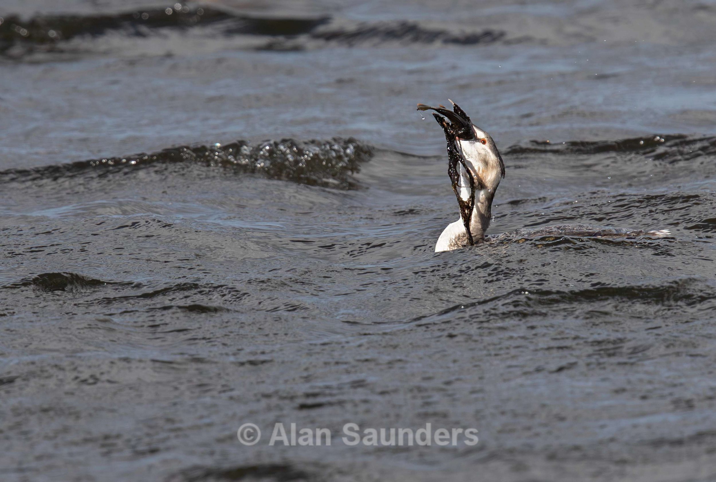 Great Crested Grebe 5