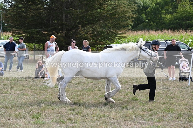 WJ6_6614 - Class 20 In-hand Cob
