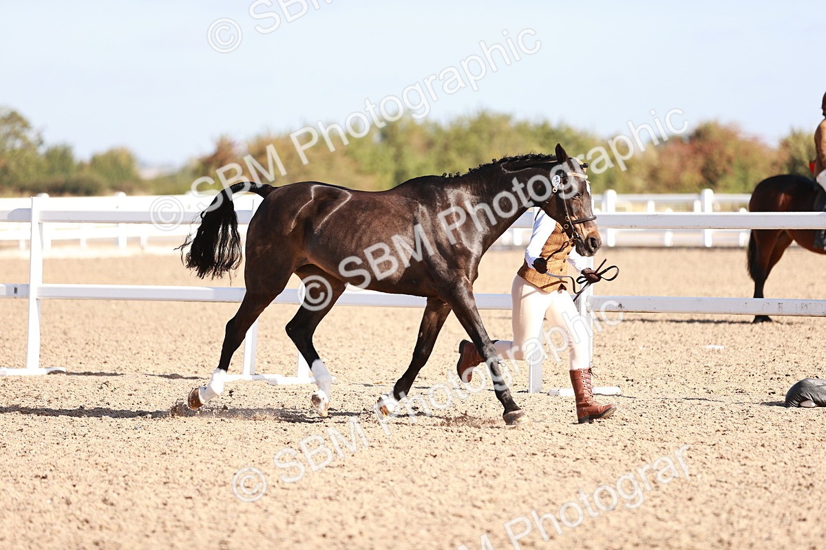 SBM_22016 - Class 702 - IH Show Horse-Pony