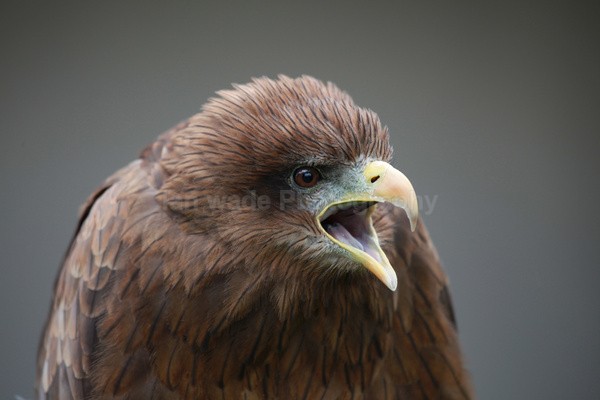 Yellow-billed Kite  _AGT060 - Farm & Zoo Animals