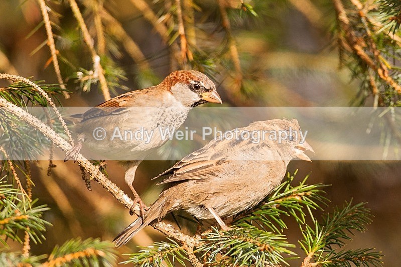 20121020-_MG_0570 - House Sparrow