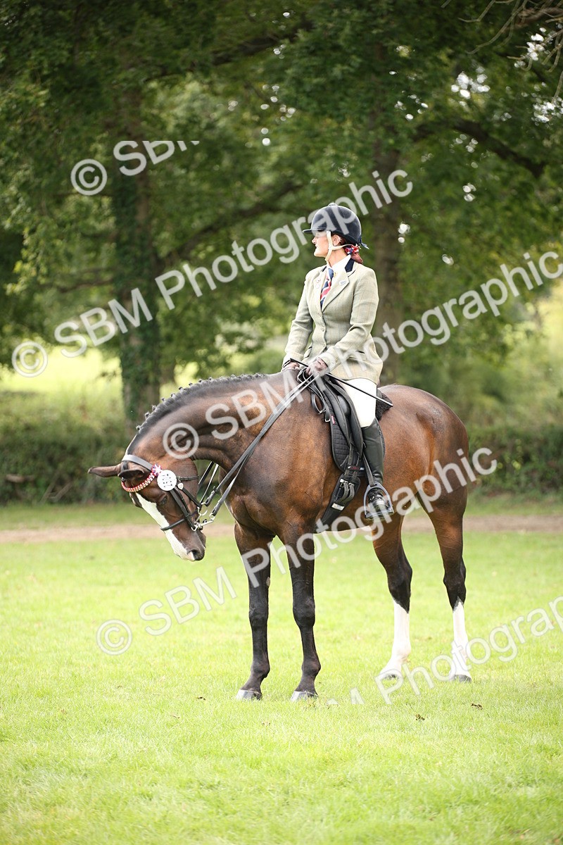 SBM_65950 - S64 - Riding Horse & Hack & Thoroughbred Ridden