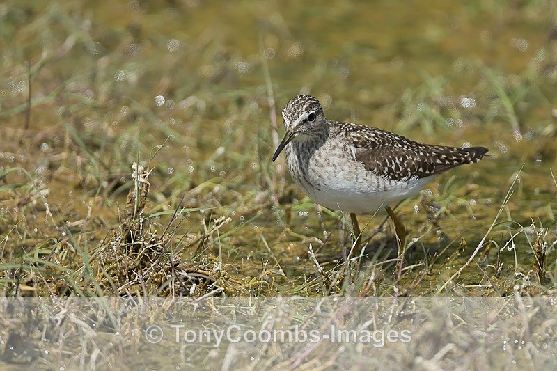 Wood Sandpiper - Lesvos ~ Wading Birds