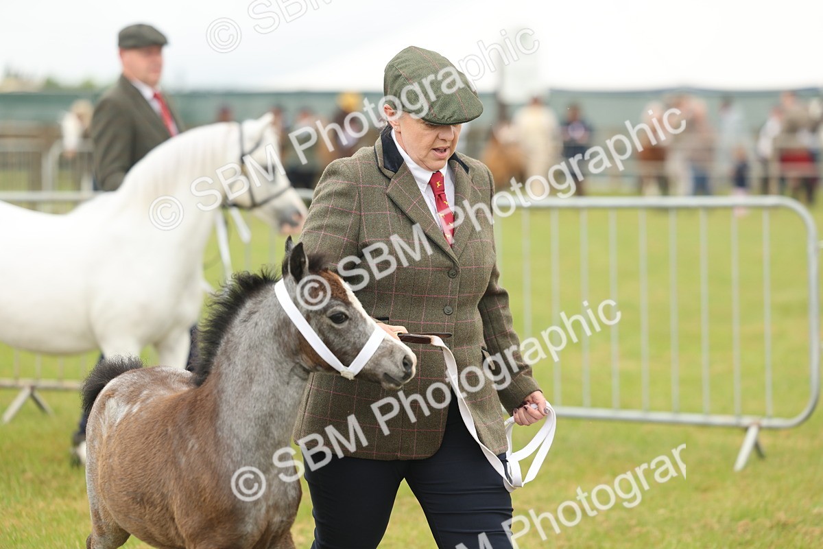 SBM_01442 - Class 50-57 - M&M Welsh Pony In Hand
