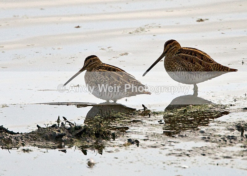 20091017-007 - Common Snipe