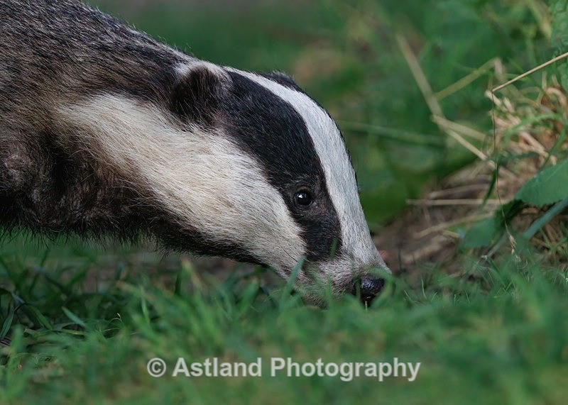 Astland Photography, Bird and Wildlife Images, Susan and Peter Wilson, U.K.