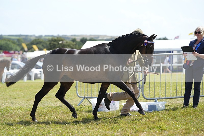 DSC07334 - Class 69: NPS Show Pony 4 years and over