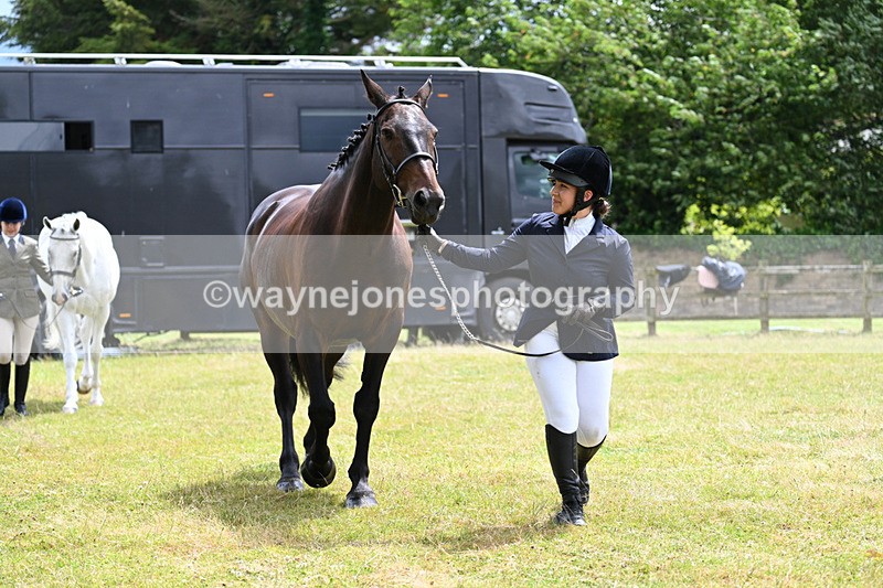 WJ7_6914 - Class 5a Most Handsome Gelding in Hand