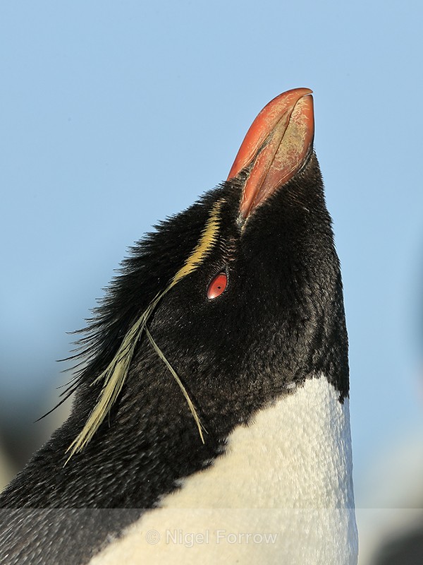 Rockhopper Penguin looks skyward, Sea Lion Island, Falklands - Rockhopper Penguin