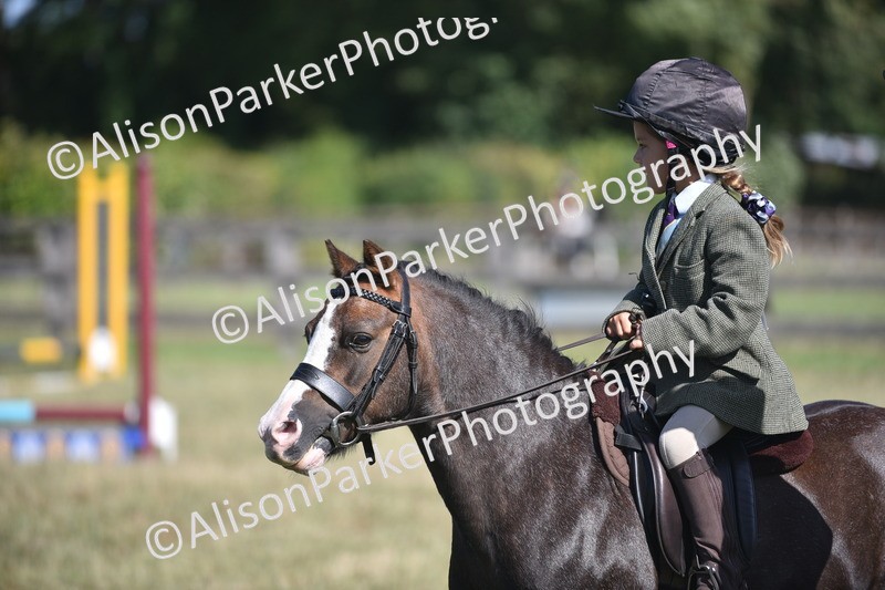 20260906-0996 - Class 7 - Absolute Novice Jumping 35cm