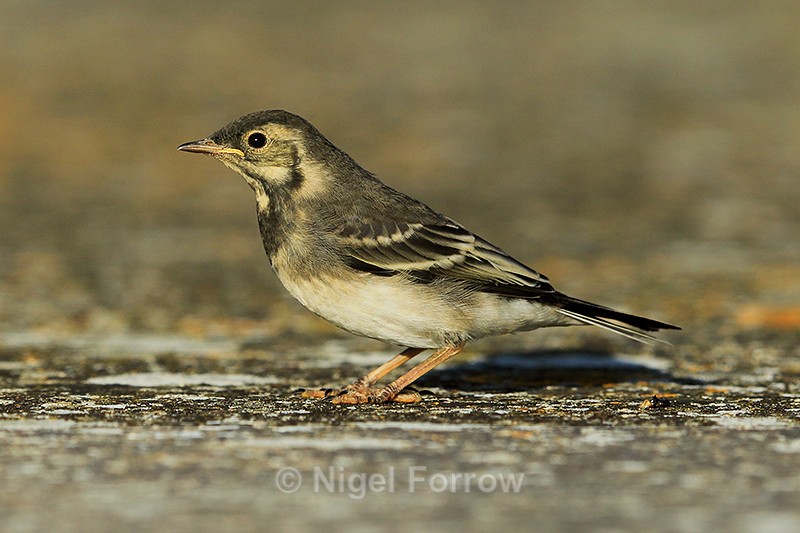Juvenile Pied Wagtail on the causeway at Farmoor - Pied Wagtail