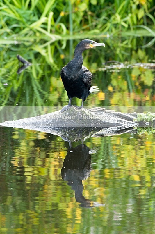 20110904-_MG_6701 - Cormorant