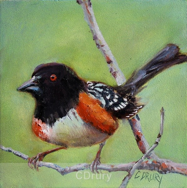 Towhee - Original Paintings