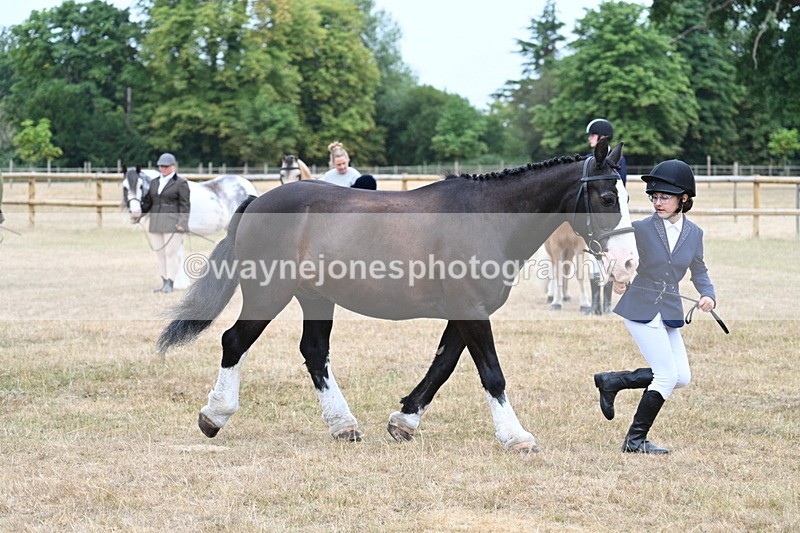 WJ7_9585 - Class 5 Most Handsome Gelding (up to 14.2hh)