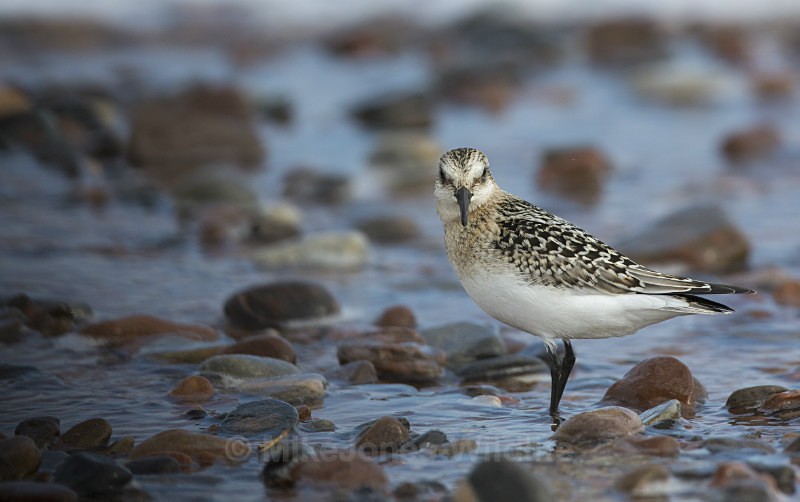 Little Stint, Chanonry point, Moray firth, Scotland - Little Stint. Chanonry point, Moray firth, Scotland