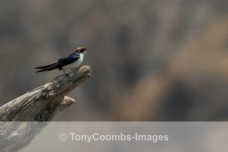 Wire-tailed Swallow - Mana Pools ~ The Birds
