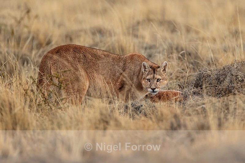 Female Puma wary by carcass, Torres del Paine, Chile - Puma