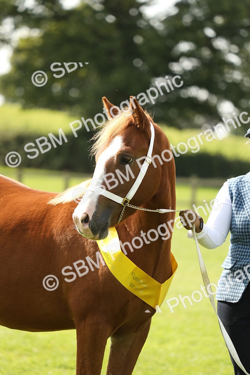 SBM_66315 - In Hand Pony & Youngstock Supreme Championship