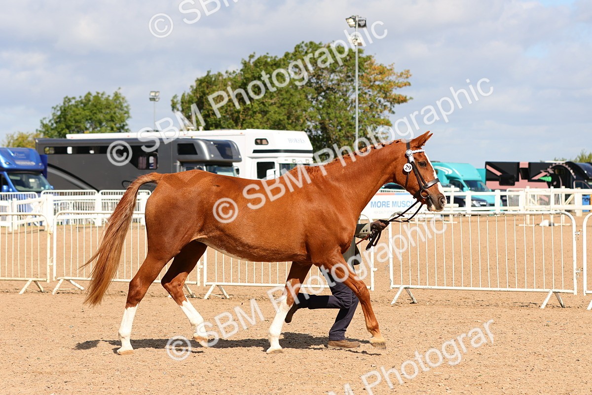 SBM_11172 - Class 208 - IH Veteran Horse