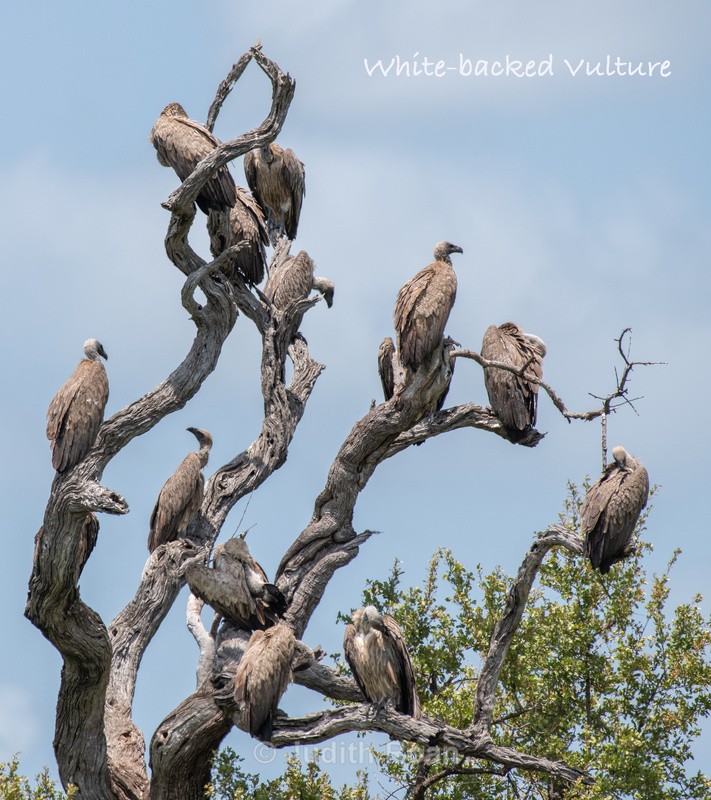  - South Africa Birds and Mammals