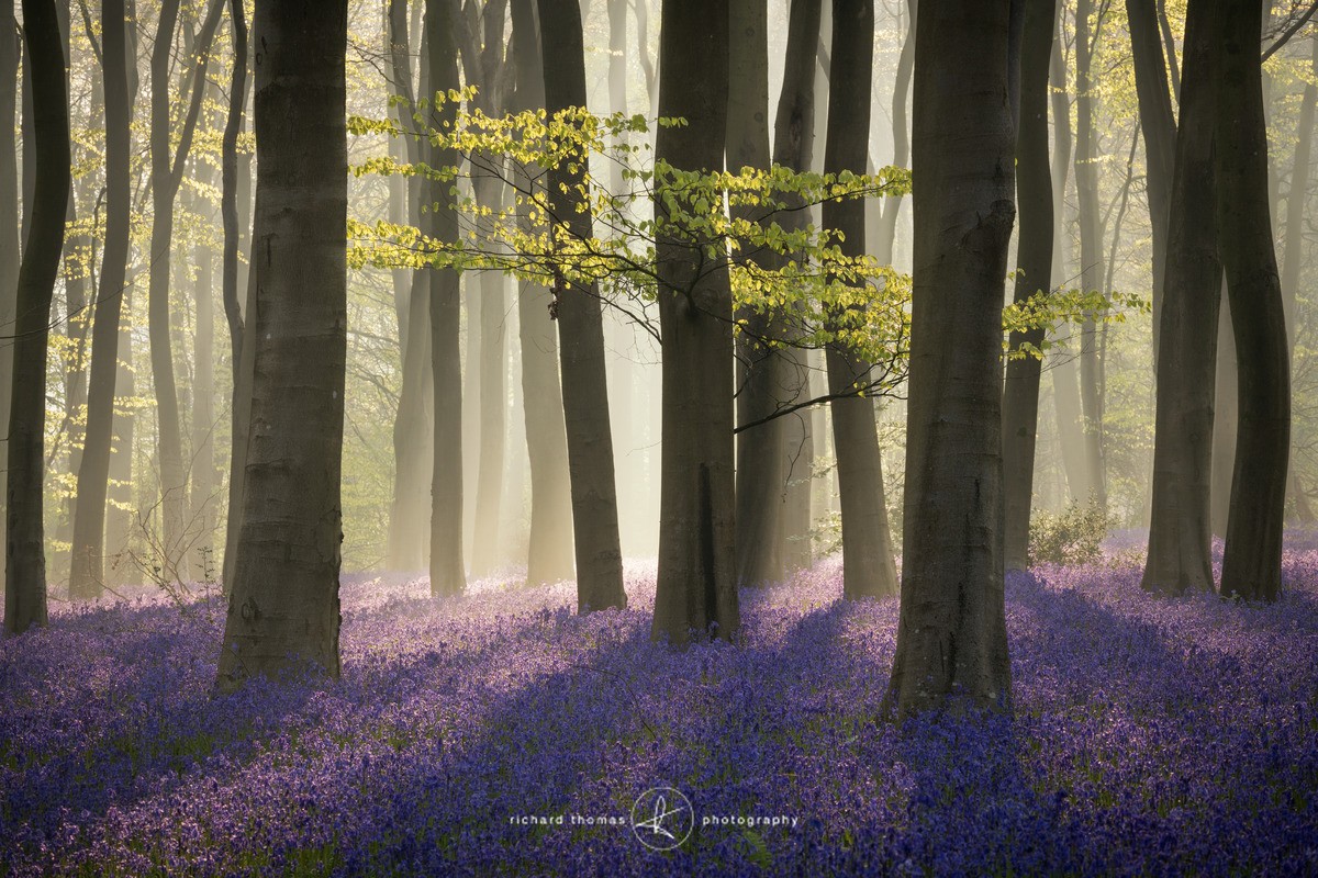 Bluebells and Beech trees in early morning mist near Micheldever