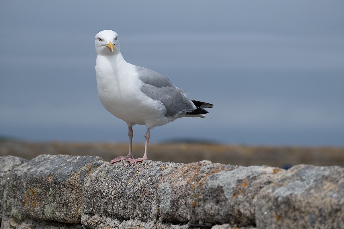  - Scilly