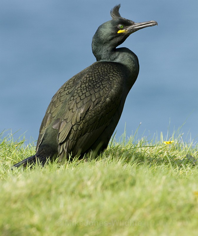 Shag, Isle of Lunga, Treshnish Isles, Inner Hebrides - ISLE OF MULL WILDLIFE, Wildlife images from the Inner Hebrides
